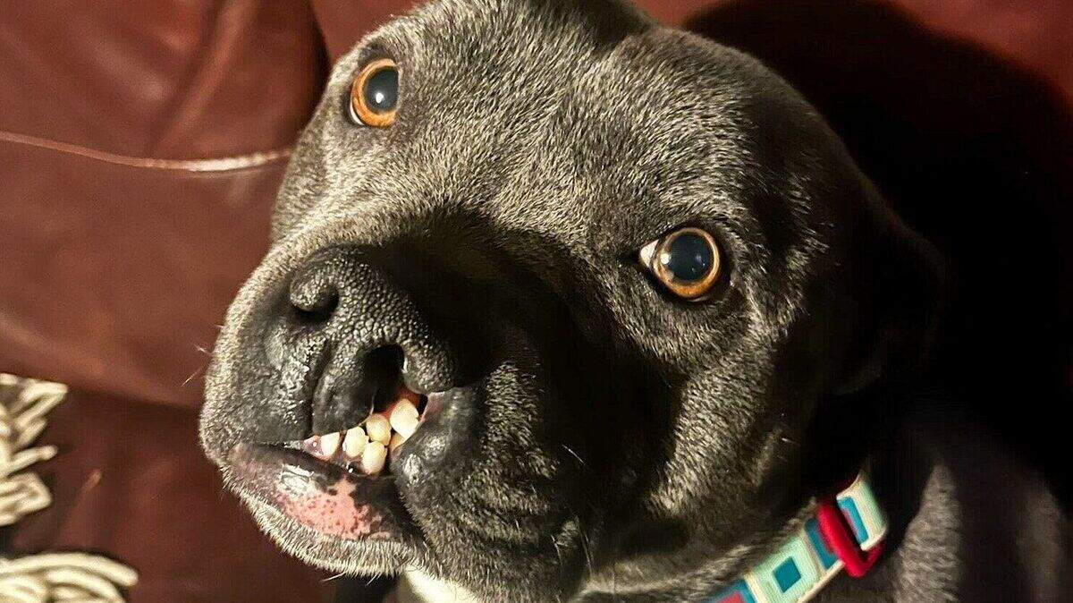 Clare dog with cleft lip seeks forever home after New Year’s Day ...